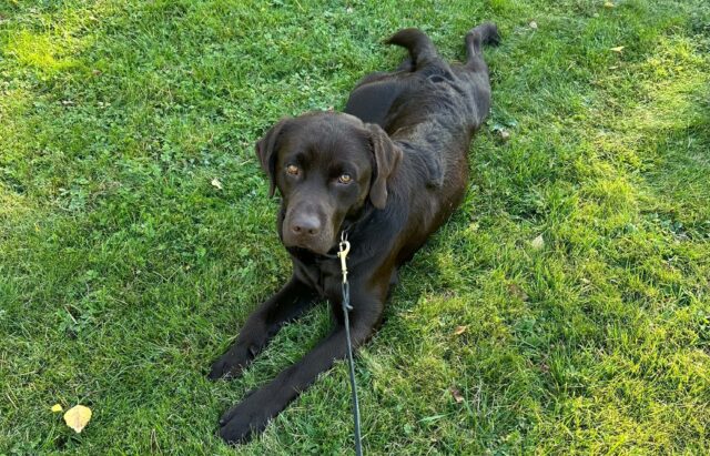 försäkrad hund som ligger på gräset