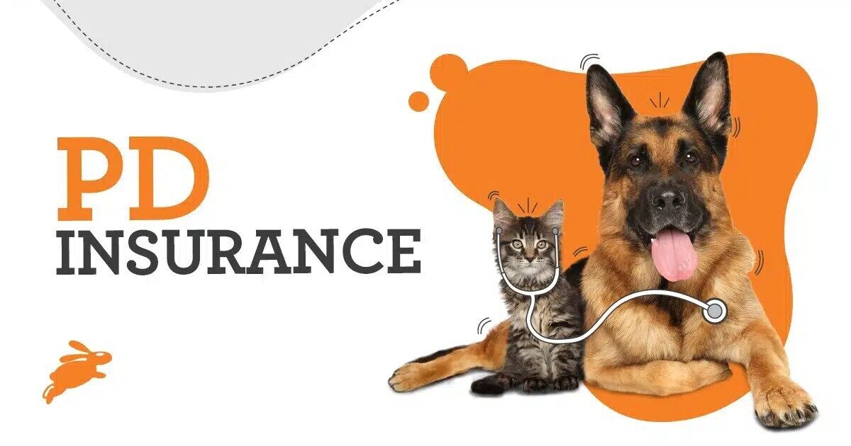 Pd Insurance Sample PD Insurance NZ Review: The hidden conditions to be aware of!